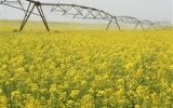 طوفان خصولتیها در دشت مغان طوفان خصولتیها در دشت مغان
