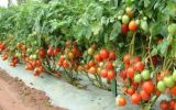 توسعه صادرات محصولات گلخانه ای در پارس آباد توسعه صادرات محصولات گلخانه ای در پارس آباد