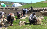 پشم چینی گوسفندان عشایر ایل شاهسون مغان +عکس