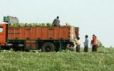 برداشت هندوانه در دشت مغان + تصاویر