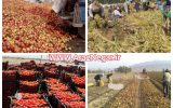 انتقاد رئیس کل دادگستری استان اردبیل از عدم توجه مسؤولان به وضعیت کشاورزان
