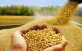 خرید تضمینی سویا به قیمت ۲۹ هزار و ۶۳۳ ریال