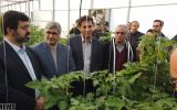 بازدید استاندار اردبیل از بزرگترین شهرک گلخانه ای کشور در پارس آباد